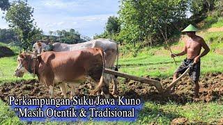 Kawasan Terpencil Bertahan Ditengah Modernisasi Jaman Cerita Petani Bajak Sawah Tradisional Di Blora