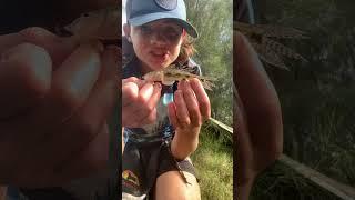#fishinggoals #fishingdaily #fishing #fish #bassmaster #fishingsetup #fishingaustralia #bass
