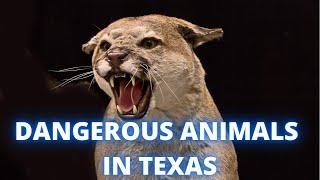 MOST DANGEROUS ANIMALS IN TEXAS