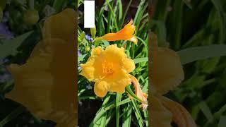 Лилейник гибридный "Стелла де Оро" (Hemerocallis Stella de Oro) #flowerworld #цветы #flowers