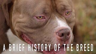 AMERICAN BULLY: A BRIEF HISTORY OF THE BREED