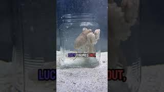 Lucy plays in her jar