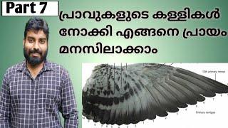 Pigeon Age Determination - #Pigeon part-7\How to Determine Maturity of a Pigeon malayalam video