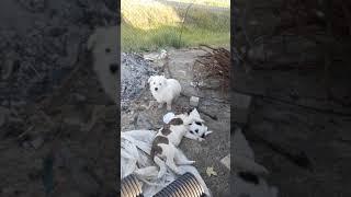 щенки