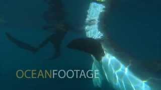 "Sharkman" Dives Unprotected with HUGE Great White Shark