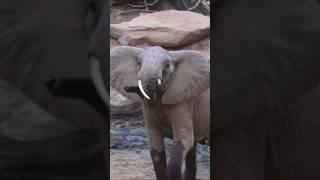 Wild Wonders: Animals Unleashed!