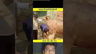 भगवान करे जल्दी ठीक हो जाये ||#viral #short #rescue #animals #ytshorts #FTFACT #cow #dogvideo