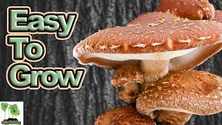 Growing Mushrooms On Logs  - Everything You Need To Know