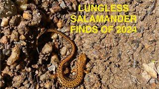 Lungless Salamanders found in 2024 ( 7 Species )