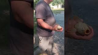 #андижон #баликови #балик #рыбалка #рыба #fishing #fish #fishingvideo