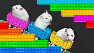   DIY POP IT Hamster Maze  Rainbow Maze