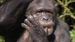 One Hour of Animal Care in Action: Chester Zoo's Incredible Stories | Zoo days