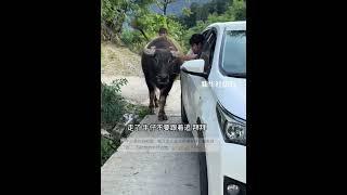 女子准备出门，家里的牛依依不舍紧随车后，网友：它虽然不会说话，但什么都懂。