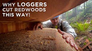 Felling a Redwood With a Traditional Humboldt/Gapped Face Cut