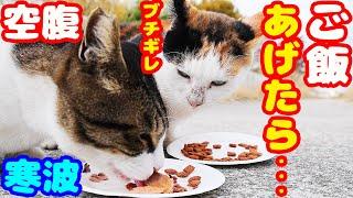 寒波 空腹な猫たちにご飯をあげたら・・・ さくらねこへの給餌