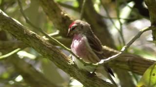 Goldfinch (Carduelis carduelis britannica)