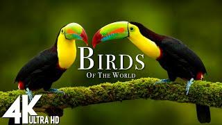 Birds Of The World 4K | The Healing Power Of Bird Sounds | Scenic Relaxation Film