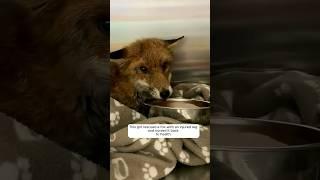 This girl rescued a fox with an injured leg and nursed it back to health. #animalshorts