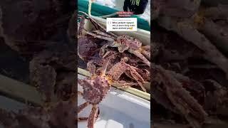 Alaskan king crabs in Nome,Alaska #youtubeshorts #alaska #kingcrab #shorts #pinayinalaska #pinay