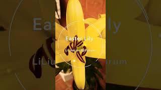 Easter Lily yellow |LiLium Longiflorum #shorts #lily #easter