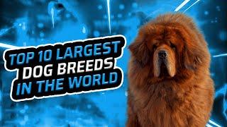 For the Love of Large Dogs: Top 10 Giant Dog Breeds  The Biggest Dogs in the World!