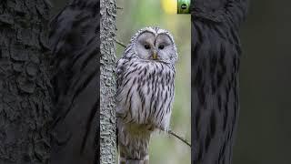 Majestic Owls: Incredible Facts About Nighttime Hunters | Owl Secrets Unveiled