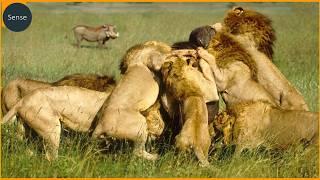 Craziest Lion Attacks Ever Caught On Camera! Wild Animals