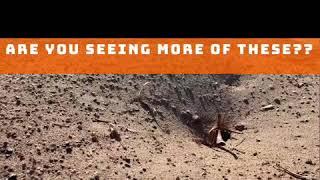 Ants in your yard??
