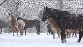 Instrumental Acoustic Indie/Folk Playlist, Chill Music "Yosemite Winter" Open Road Folk Music