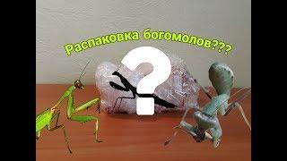 Распаковка богомолов??? Африканский богомол / Sphodromantis viridis