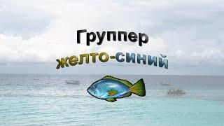 Русская Рыбалка 3.99 (Russian Fishing) Группер желто-синий