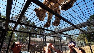 Lion Encounter, Orana Wildlife Park, Christchurch NZ. Jan 2020.