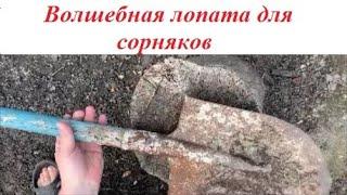 Вторая жизнь лопаты. Удаление  одуванчиков. The second life of the shovel. Removing dandelions.