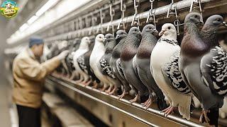 How Farmers in  Raise Thousands of Pigeons Every Year | Modern Pigeon Farm | Pigeon Farming️