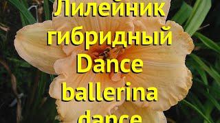 Лилейник гибридный Данс Балерина. Краткий обзор, описание hemerocallis Dance ballerina dance