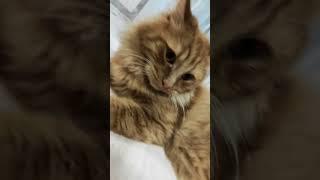 котище #catcat #cat #cuteanimal #юмор #cutecat #кот #cutekitty #лайк #котик #cuteanimals