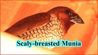 Scaly-Breasted Munia bird | Munia bird | Lonchura Punctulata | 4K | #thewildmonk