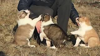 Щенки среднеазиатской овчарки питомник "ТААЖЫДАР".