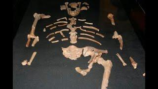 LUCY 3.2 MILLION YEARS OLD. RASTAFARI. LEARN KI-SWAHLI OUR AFRICAN LANGUAGE.