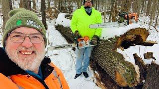 FIREWOOD | Bucking MONSTER oak tree