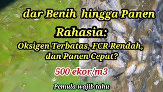 Mengatur Kepadatan Ikan Nila di Kolam Terpal Sistem Bioflok sampai Panen|| Rahasia Cepat Panen