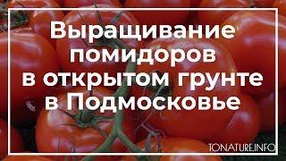 Выращивание помидоров в открытом грунте в Подмосковье | toNature.Info