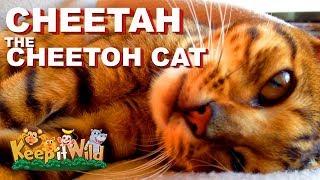 Cheetah the Cheetoh Cat