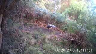 Lyrebird dance and song