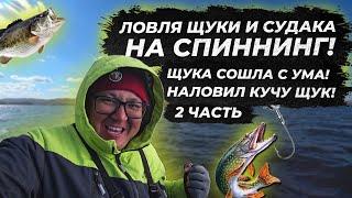 Бешенный клев щуки на спиннинг. Рыбалка 2021. судак на джиг 2021. fishing. ЧАСТЬ 2