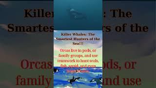 Killer Whales: The Smartest Hunters of the Sea