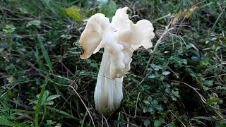 Helvella crispa, October 2019