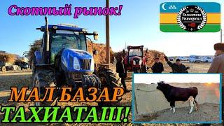  МАЛ БАЗАР СКОТНЫЙ РЫНОК 24,11,24ж.#тахиаташ#каракалпакистан#бахалары#цены#быки#коровы#телята#корм