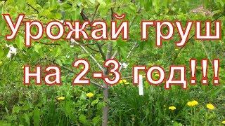 УРОЖАЙ ГРУШИ на 2 – 3 ий год любого сорта!  ТопСад.TopSad.