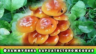 Фламмулина бархатистоножковая / Flammulina velutipes 